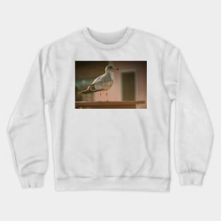 Beach Bird Crewneck Sweatshirt